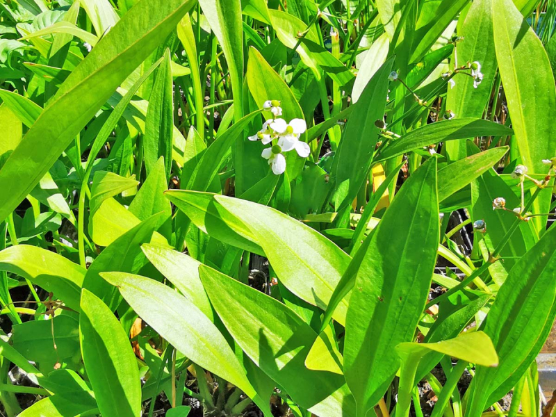 grasblättriges Pfeilkraut - Sagittaria graminea